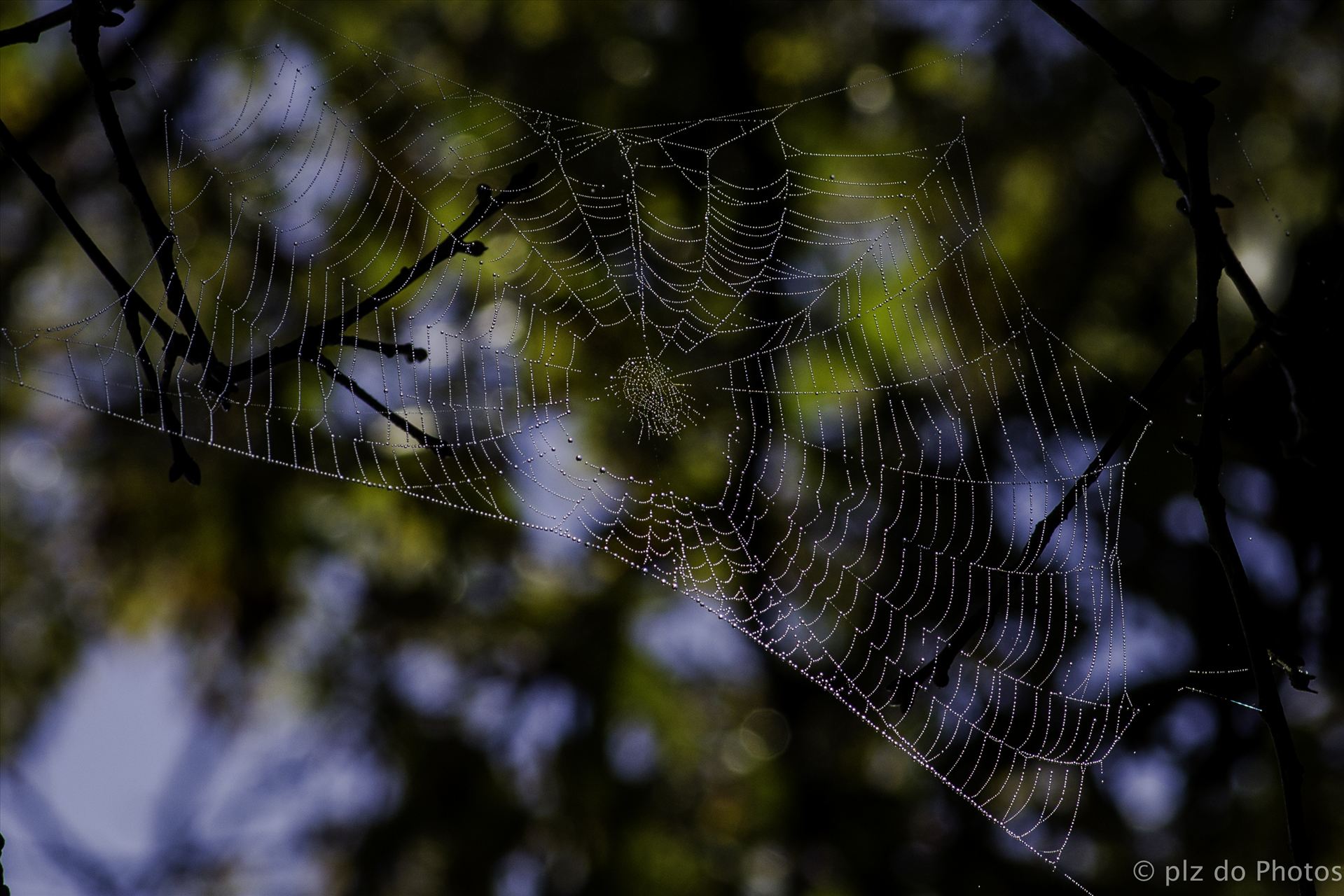 A Tangled Web.jpg -  by Patricia Zyzyk