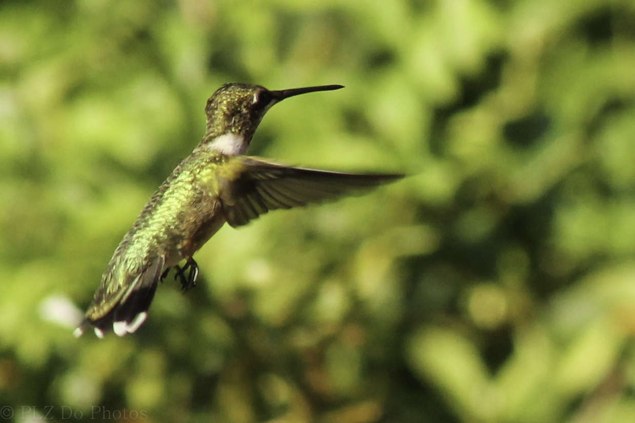 Hummingbirds-8025.jpg -  by Patricia Zyzyk