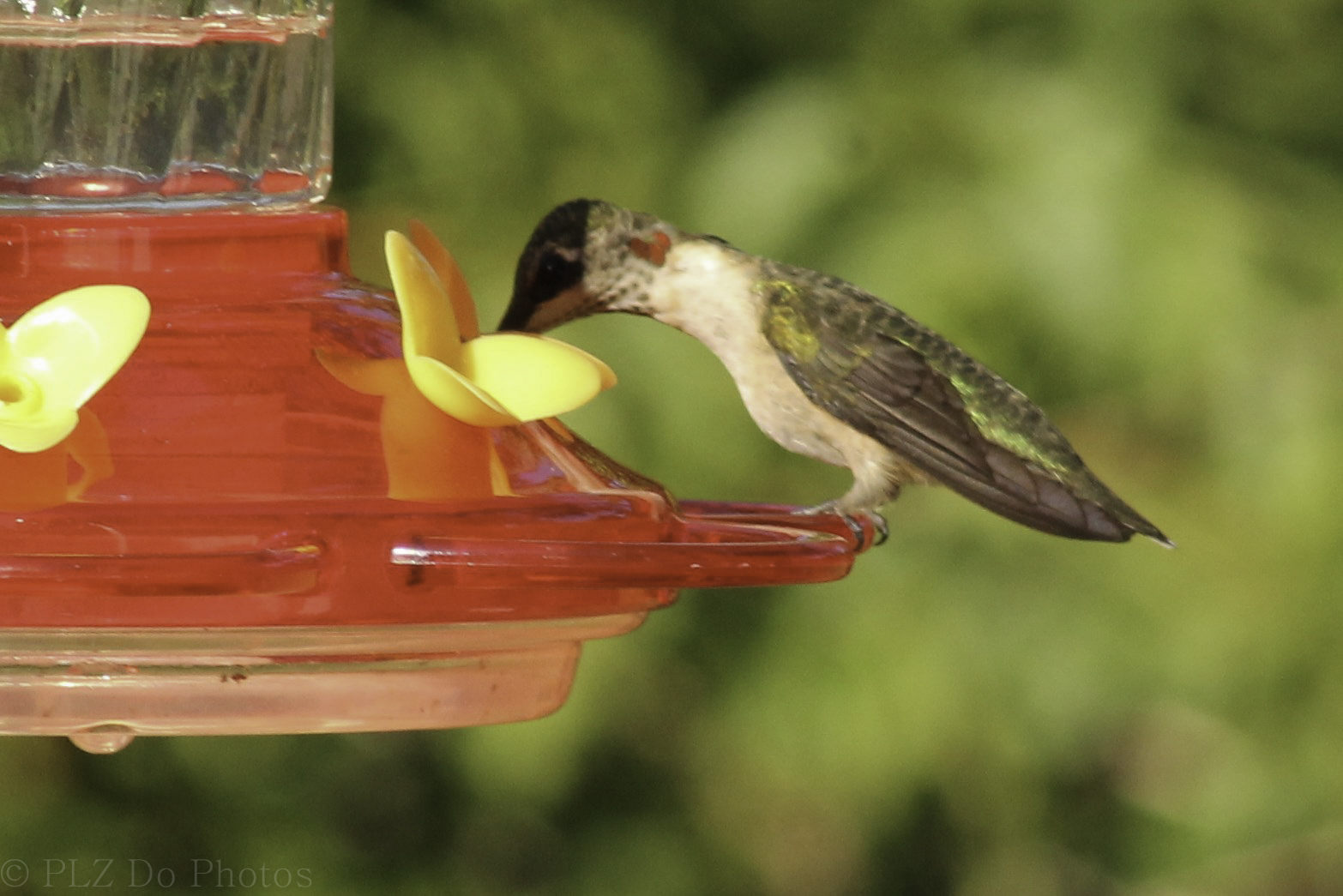 Hummingbirds-8035.jpg -  by Patricia Zyzyk
