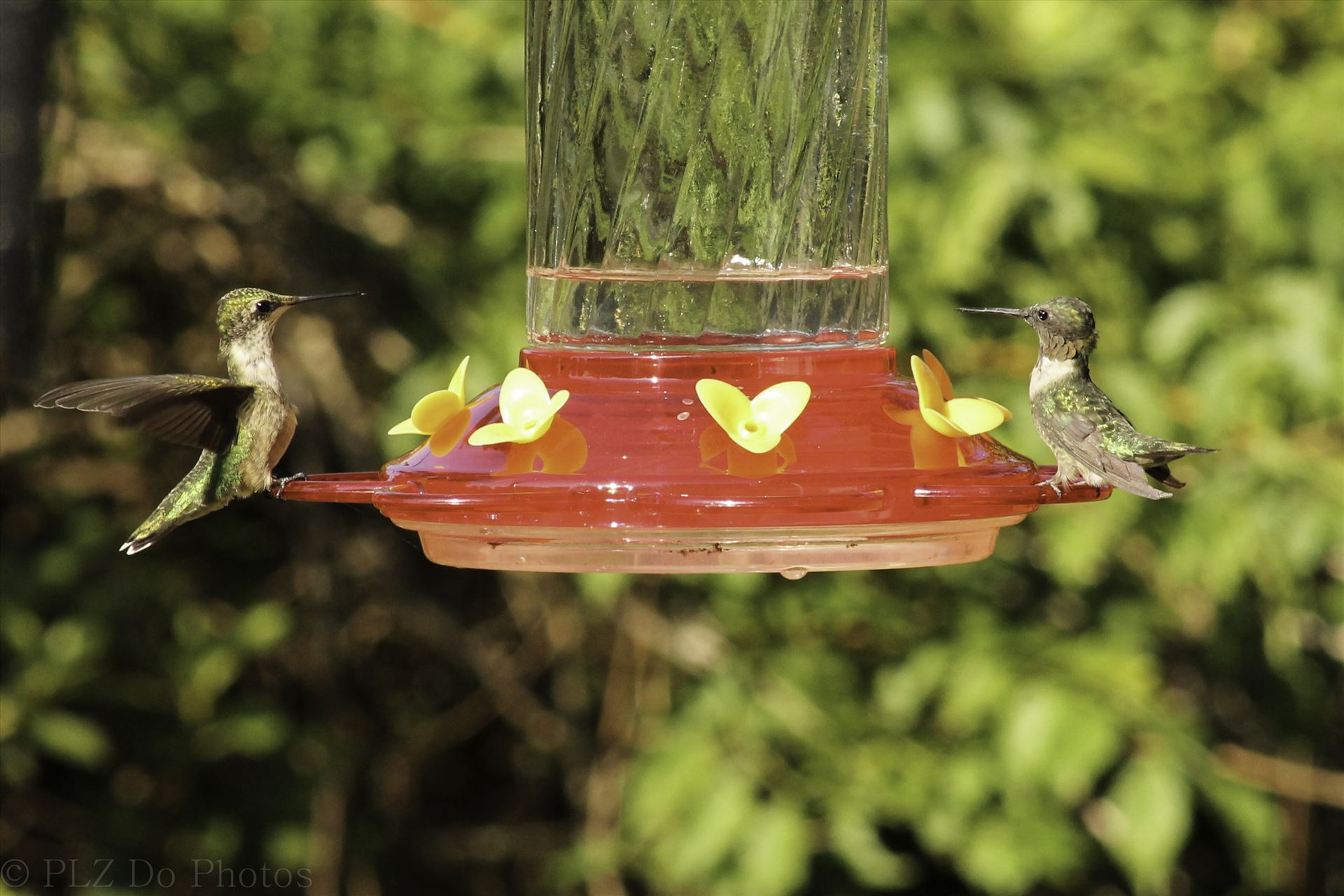 Hummingbirds-7936.jpg -  by Patricia Zyzyk