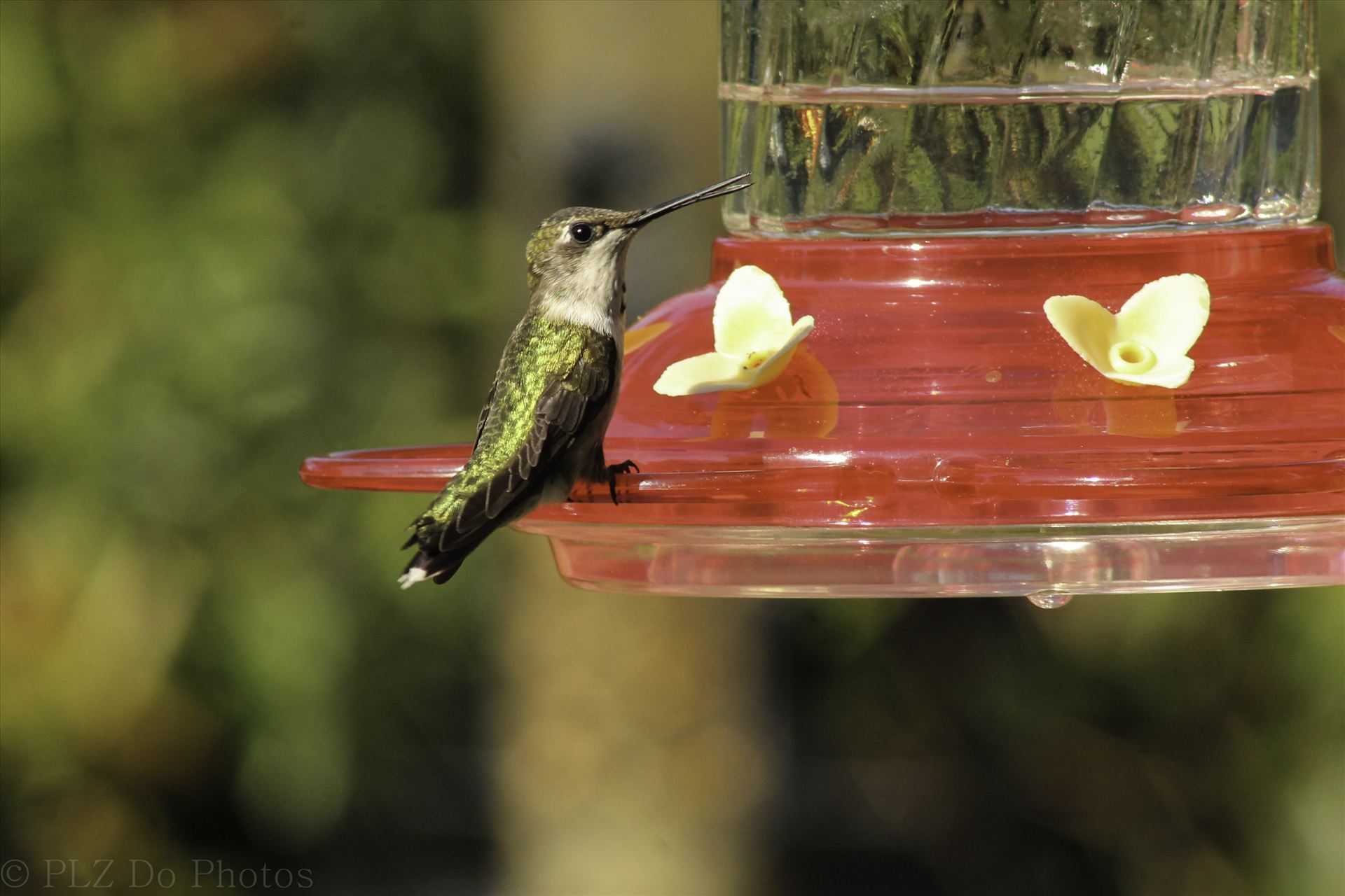 Hummingbirds-8014.jpg -  by Patricia Zyzyk