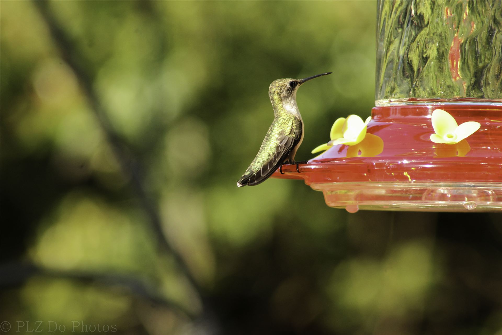 Hummingbirds-7915.jpg -  by Patricia Zyzyk