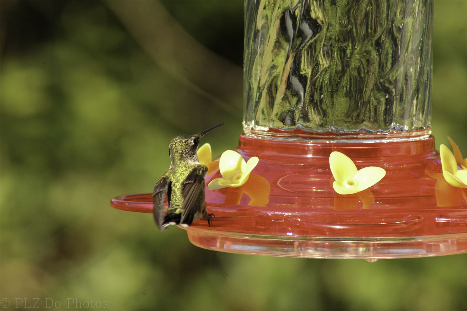 Hummingbirds-8017.jpg -  by Patricia Zyzyk