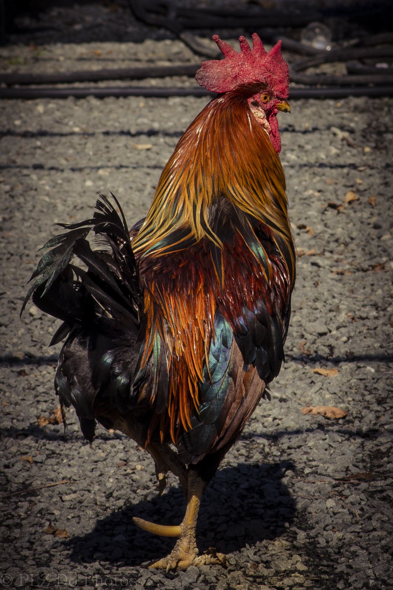 rooster (1 of 1).jpg -  by Patricia Zyzyk