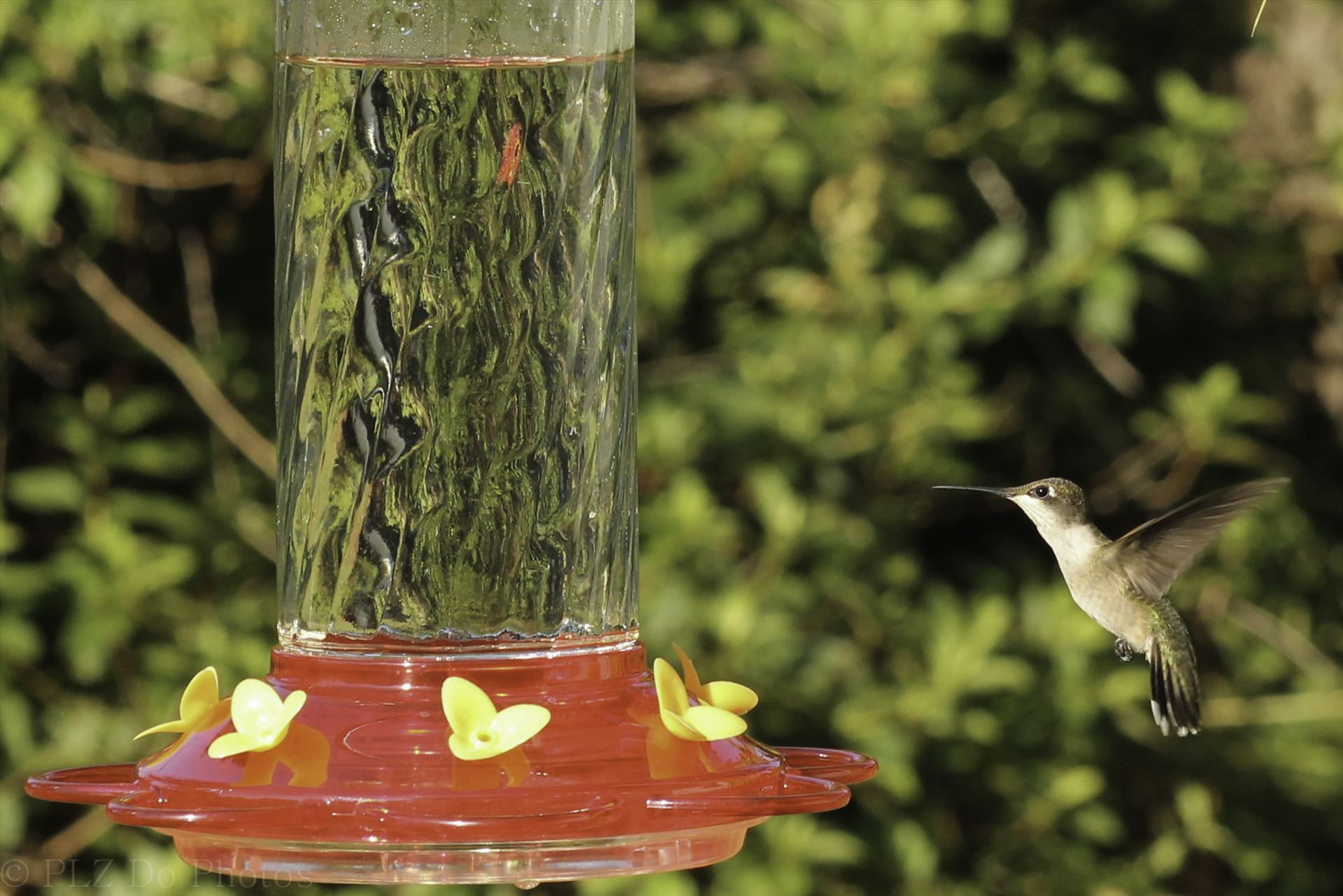 Hummingbirds-8061.jpg -  by Patricia Zyzyk