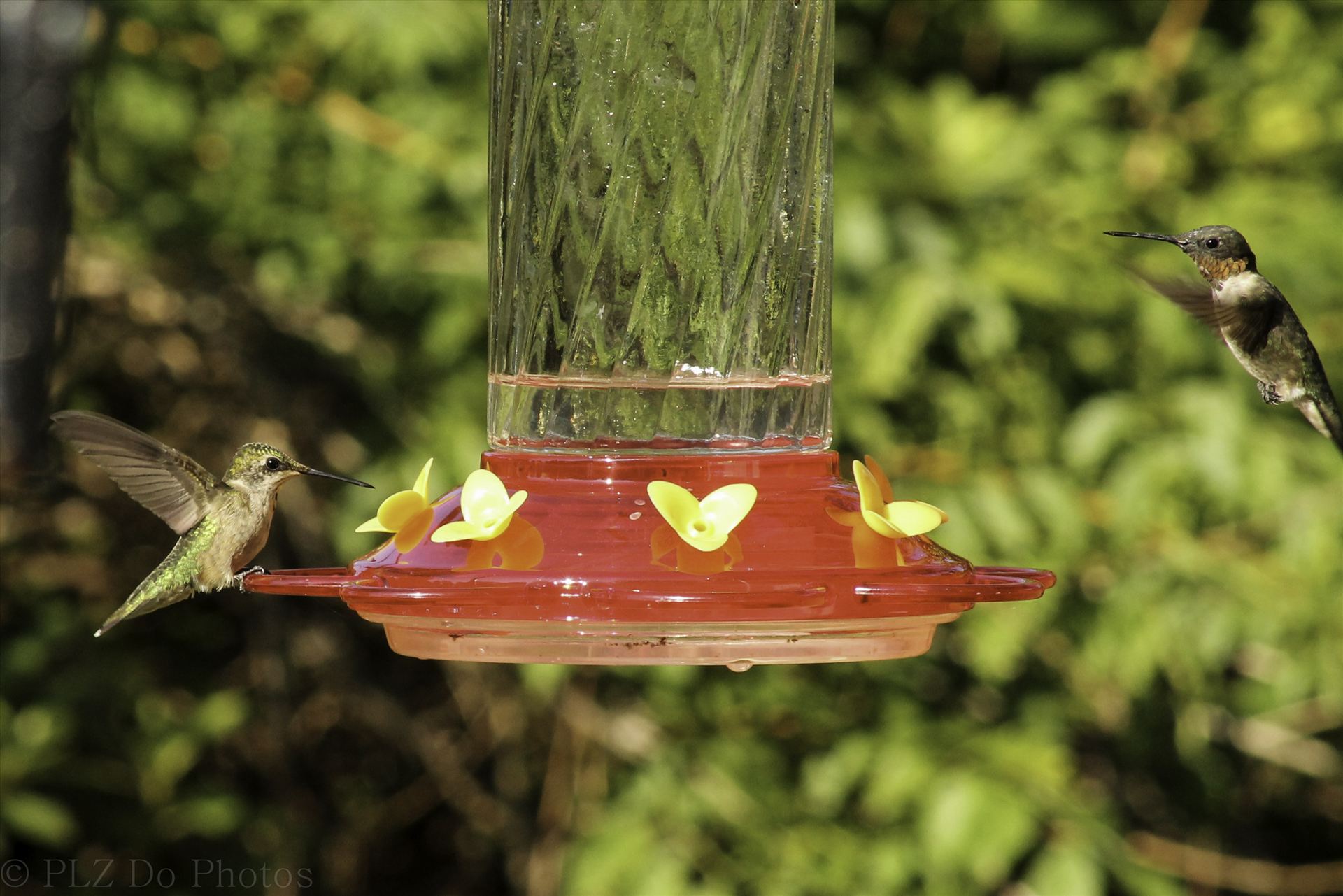Hummingbirds-7931.jpg -  by Patricia Zyzyk