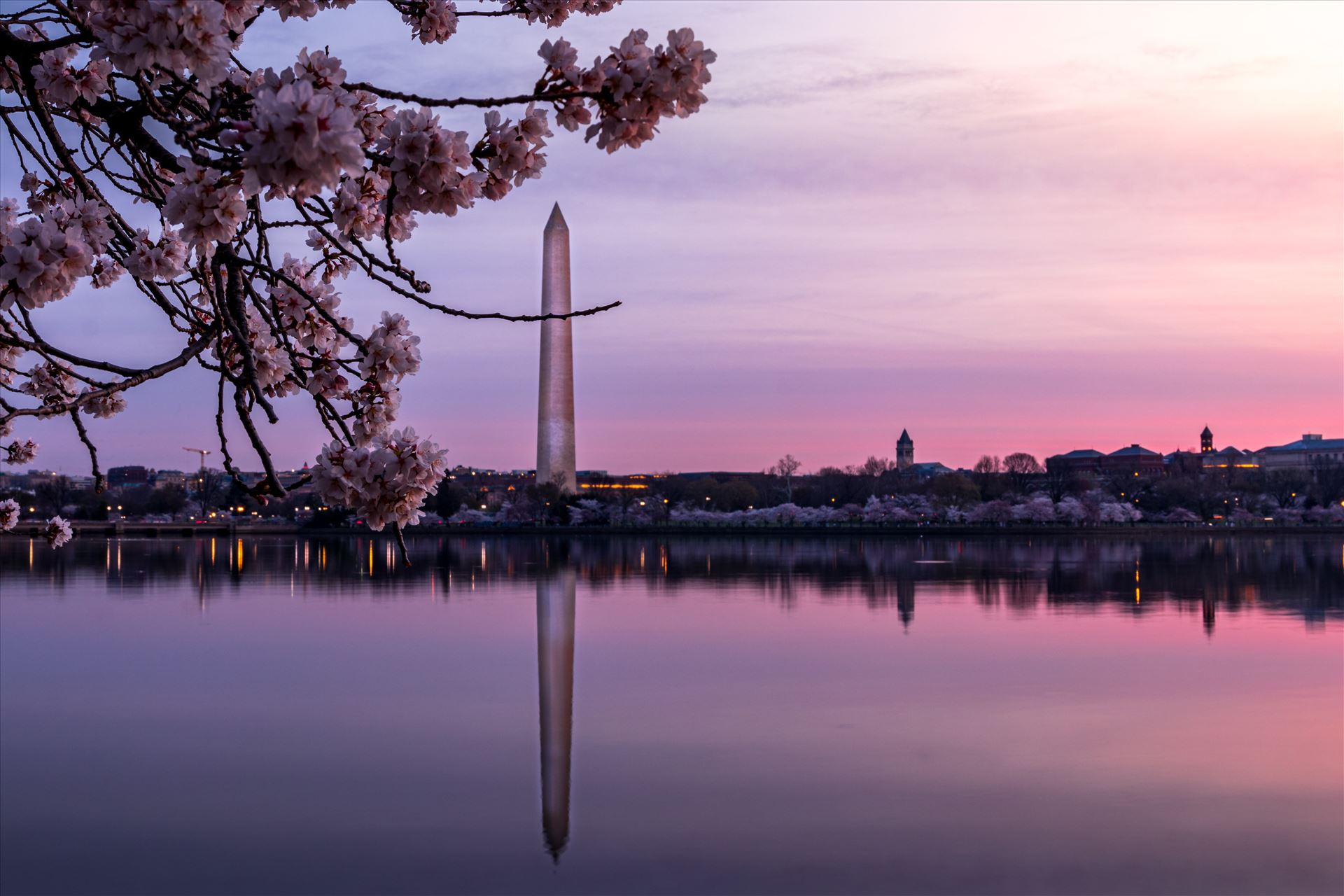 Washington Monument Cherry Blossom -  by Patricia Zyzyk