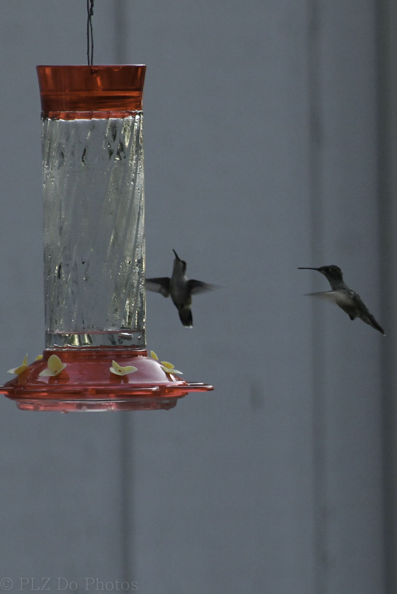 Hummingbirds-8301.jpg -  by Patricia Zyzyk