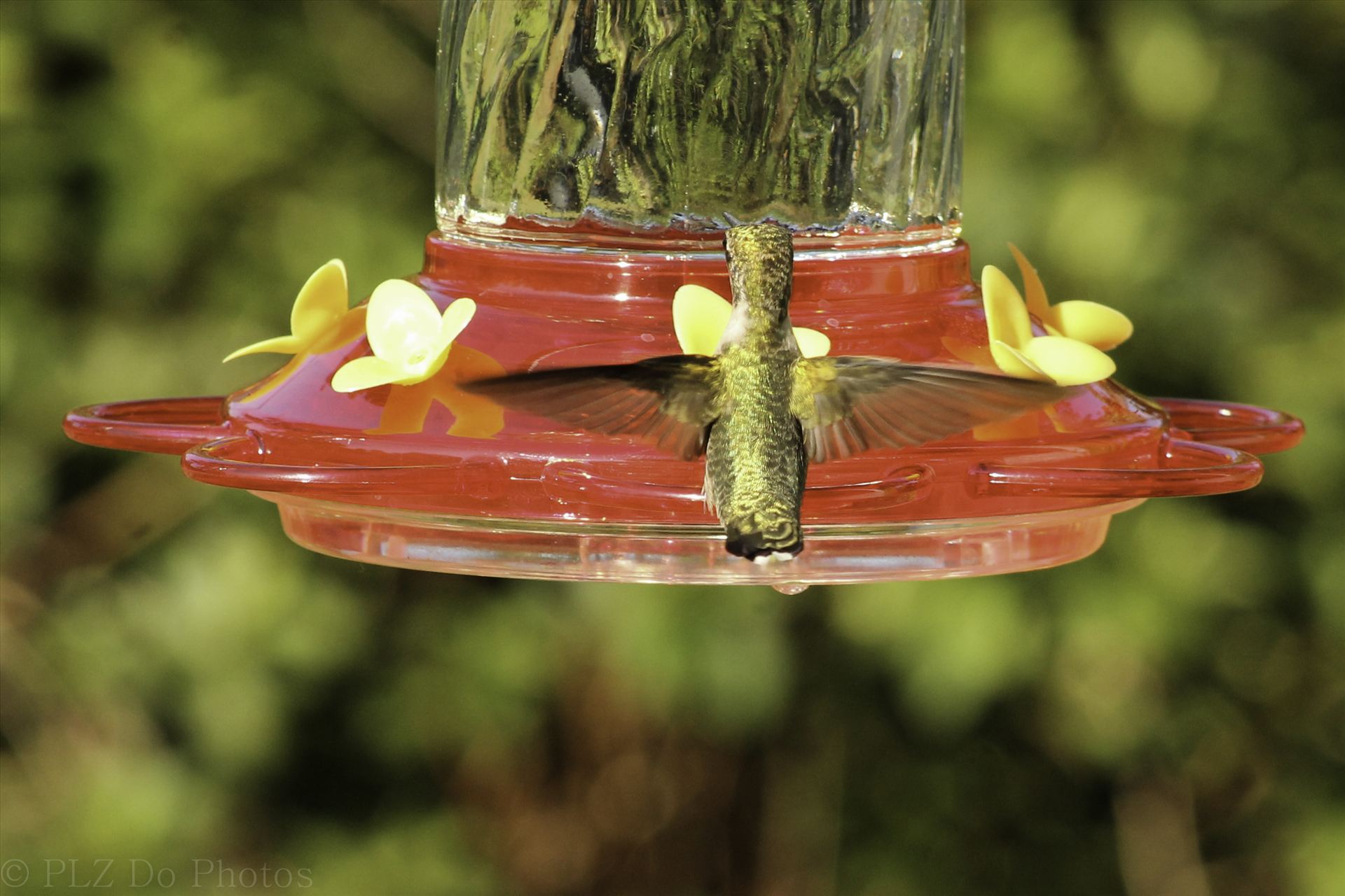 Hummingbirds-7985.jpg -  by Patricia Zyzyk