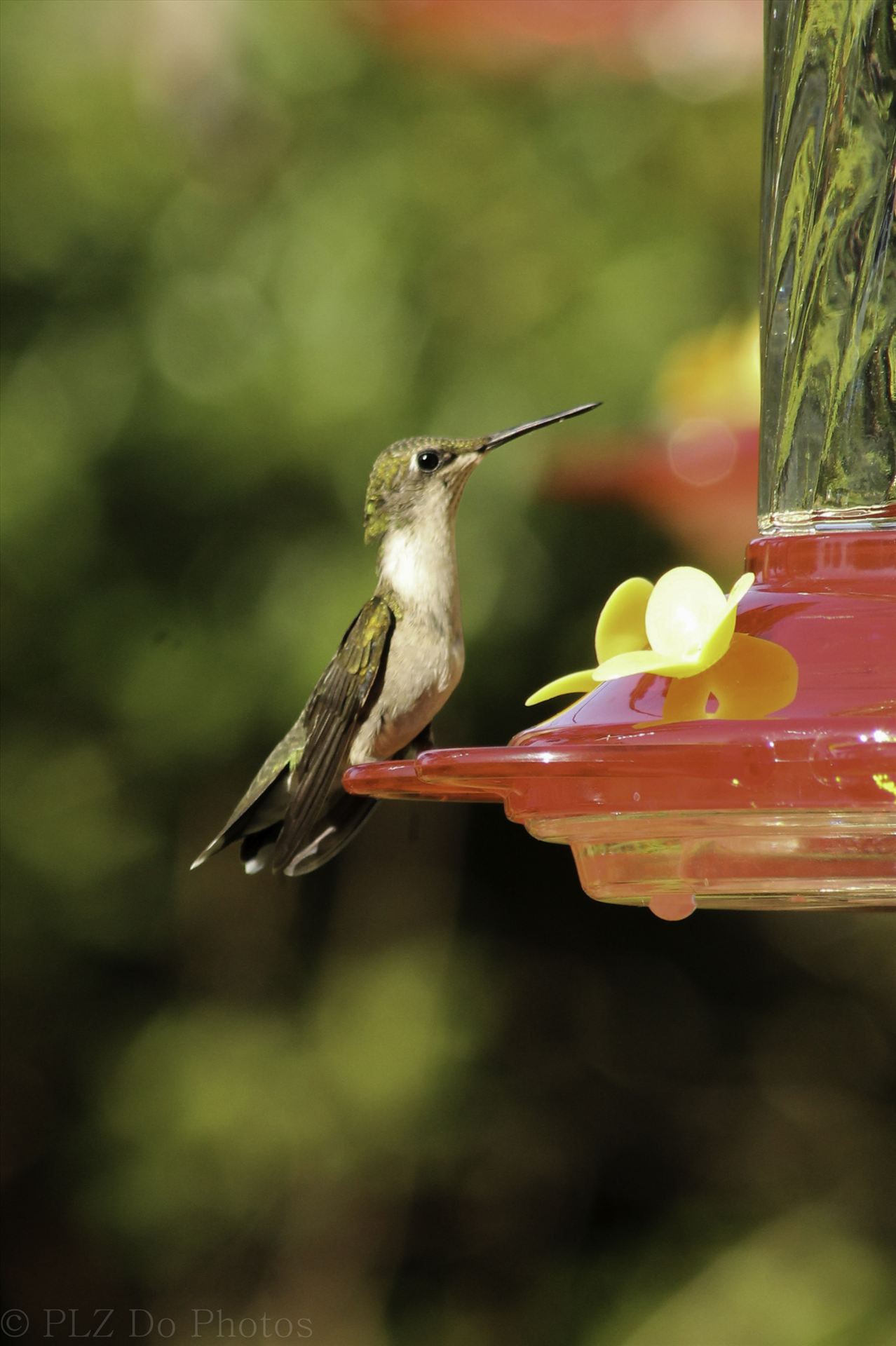 Hummingbirds-7908.jpg -  by Patricia Zyzyk