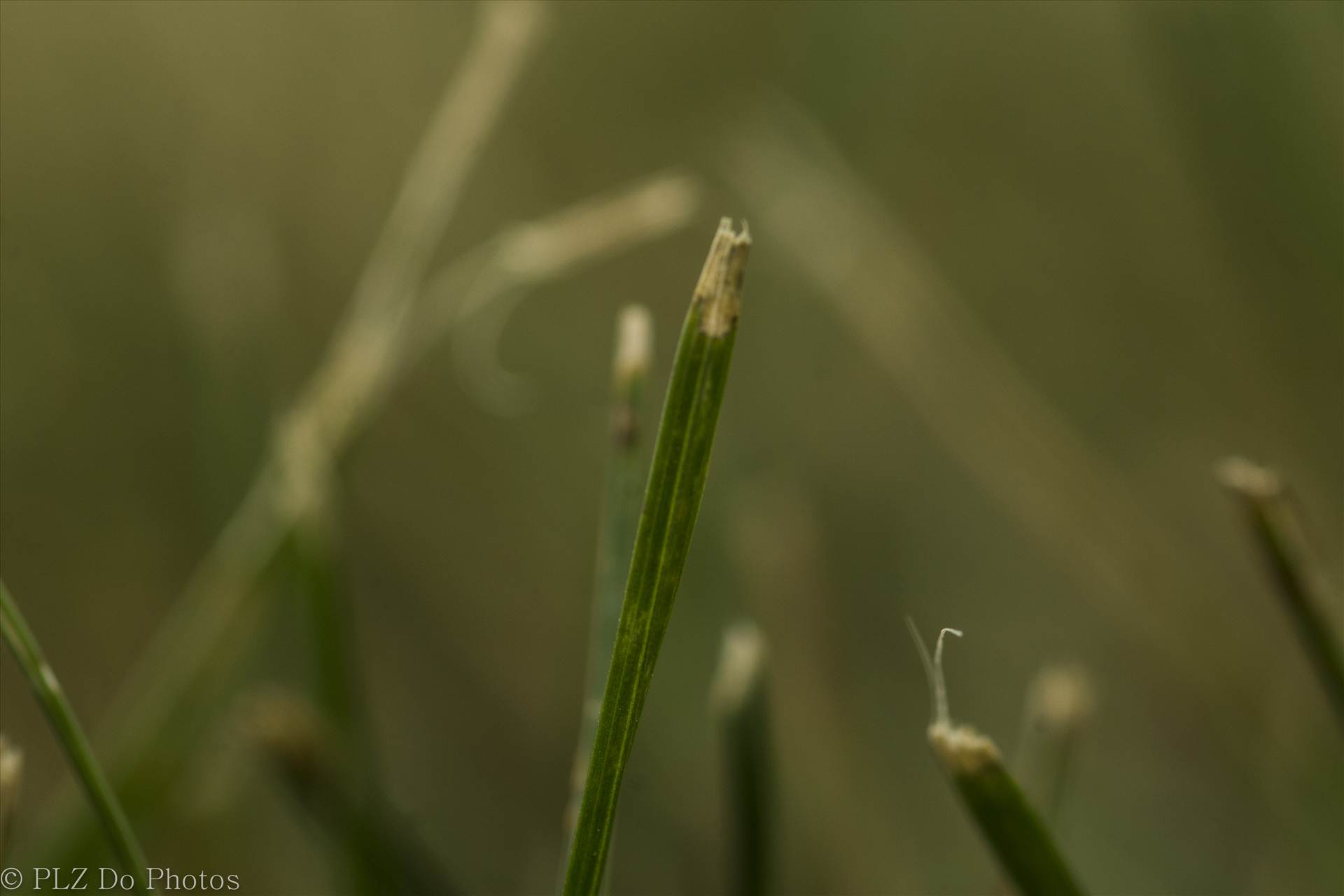One Blade at a Time - Macro shot of a blade of grass. by Patricia Zyzyk