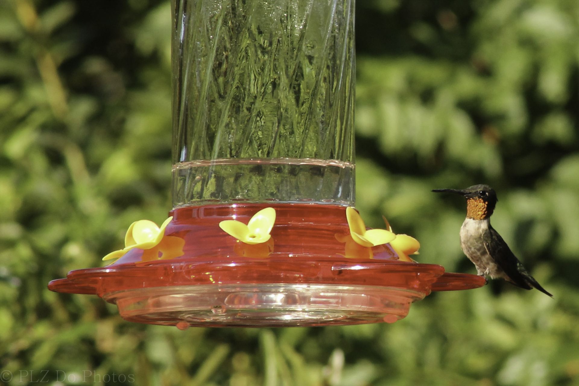 Hummingbirds-7898.jpg -  by Patricia Zyzyk