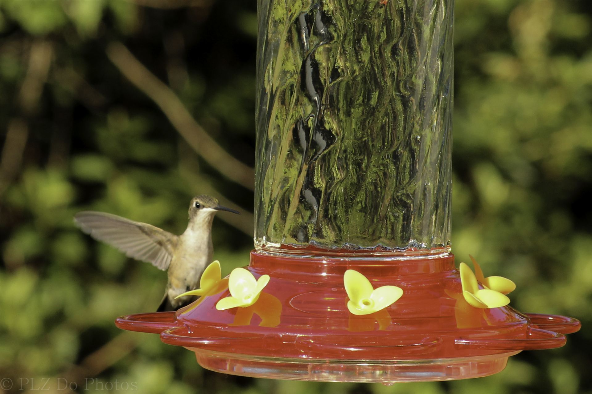 Hummingbirds-7973.jpg -  by Patricia Zyzyk