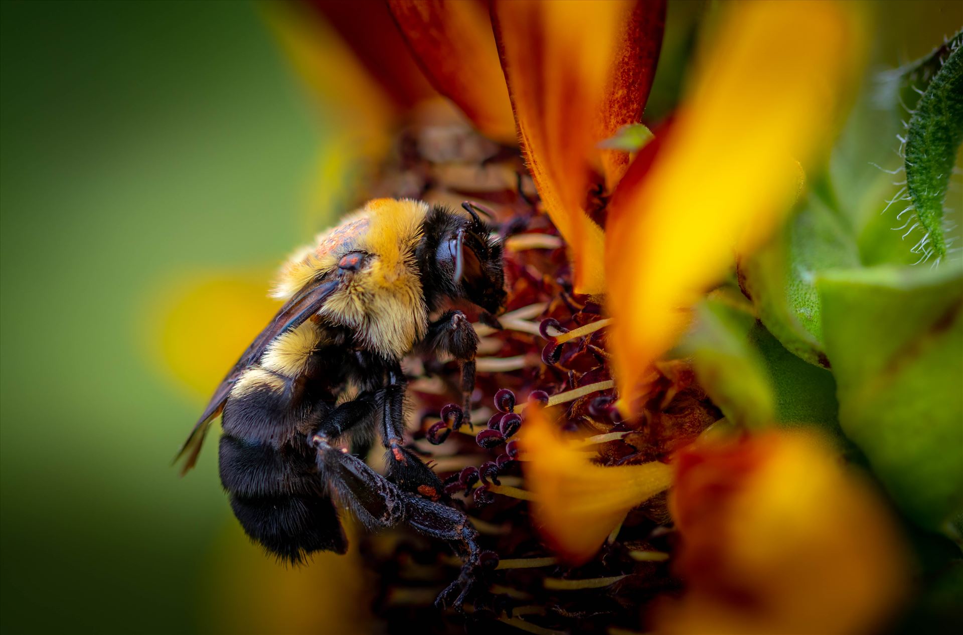 Buzz a Bee -  by Patricia Zyzyk