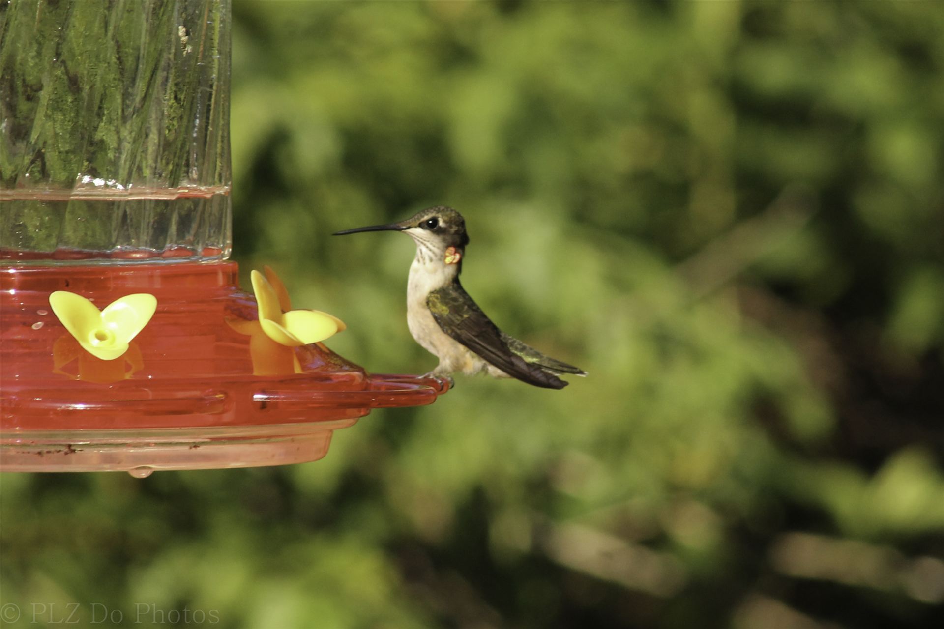 Hummingbirds-8037.jpg -  by Patricia Zyzyk