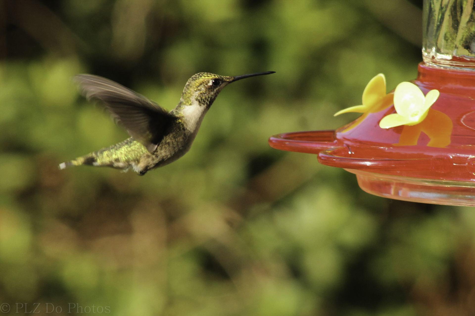 Hummingbirds-7991.jpg -  by Patricia Zyzyk