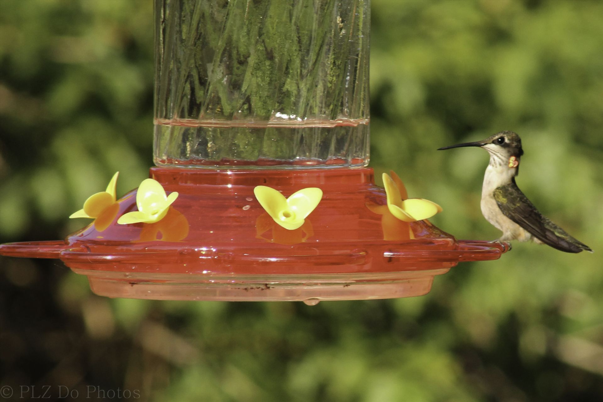 Hummingbirds-8033.jpg -  by Patricia Zyzyk