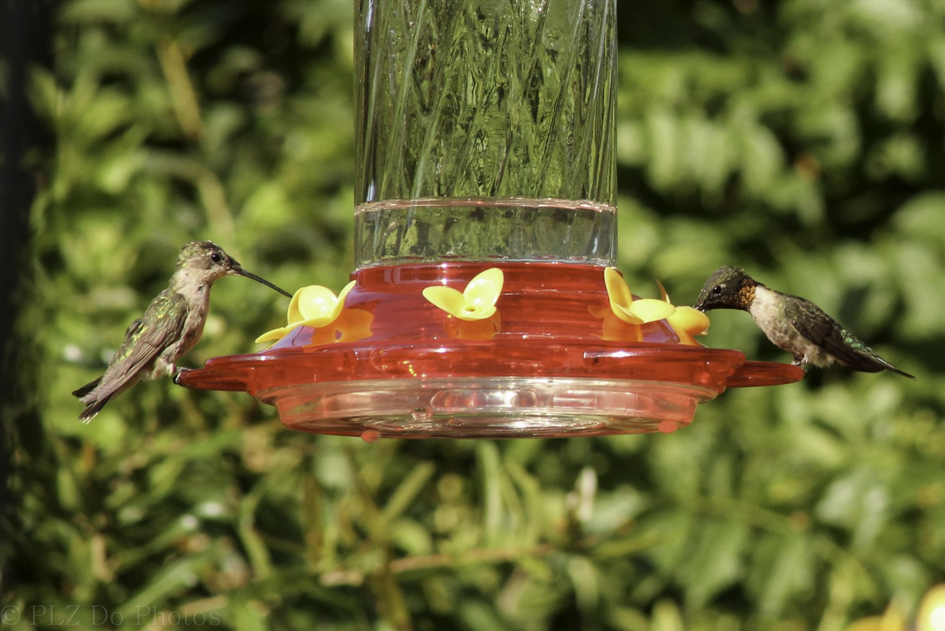 Hummingbirds-7904.jpg -  by Patricia Zyzyk