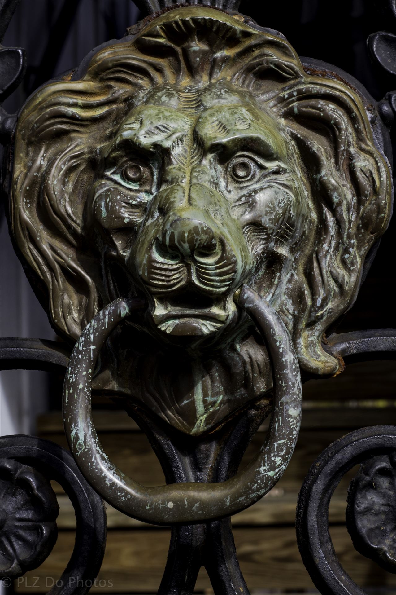 Lion Roar.jpg -  by Patricia Zyzyk