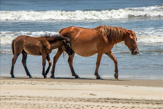 A Day of Wild Horses in the Carolinas - I was privileged enough to capture digitally these beautiful wild horses in Corolla, NC. If you have the opportunity to witness these innocent animals wander among the dunes, waves and even people...do it!