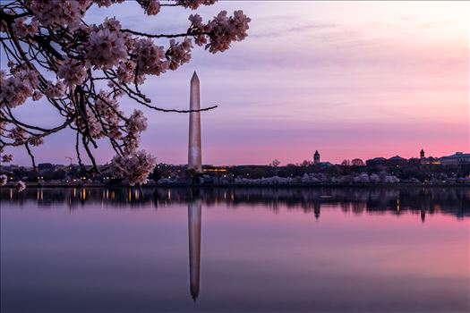 Washington Monument Cherry Blossom - 