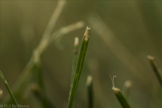 Macro shot of a blade of grass.