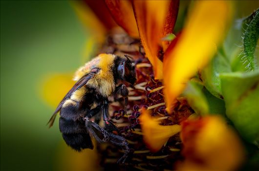 Buzz a Bee - 